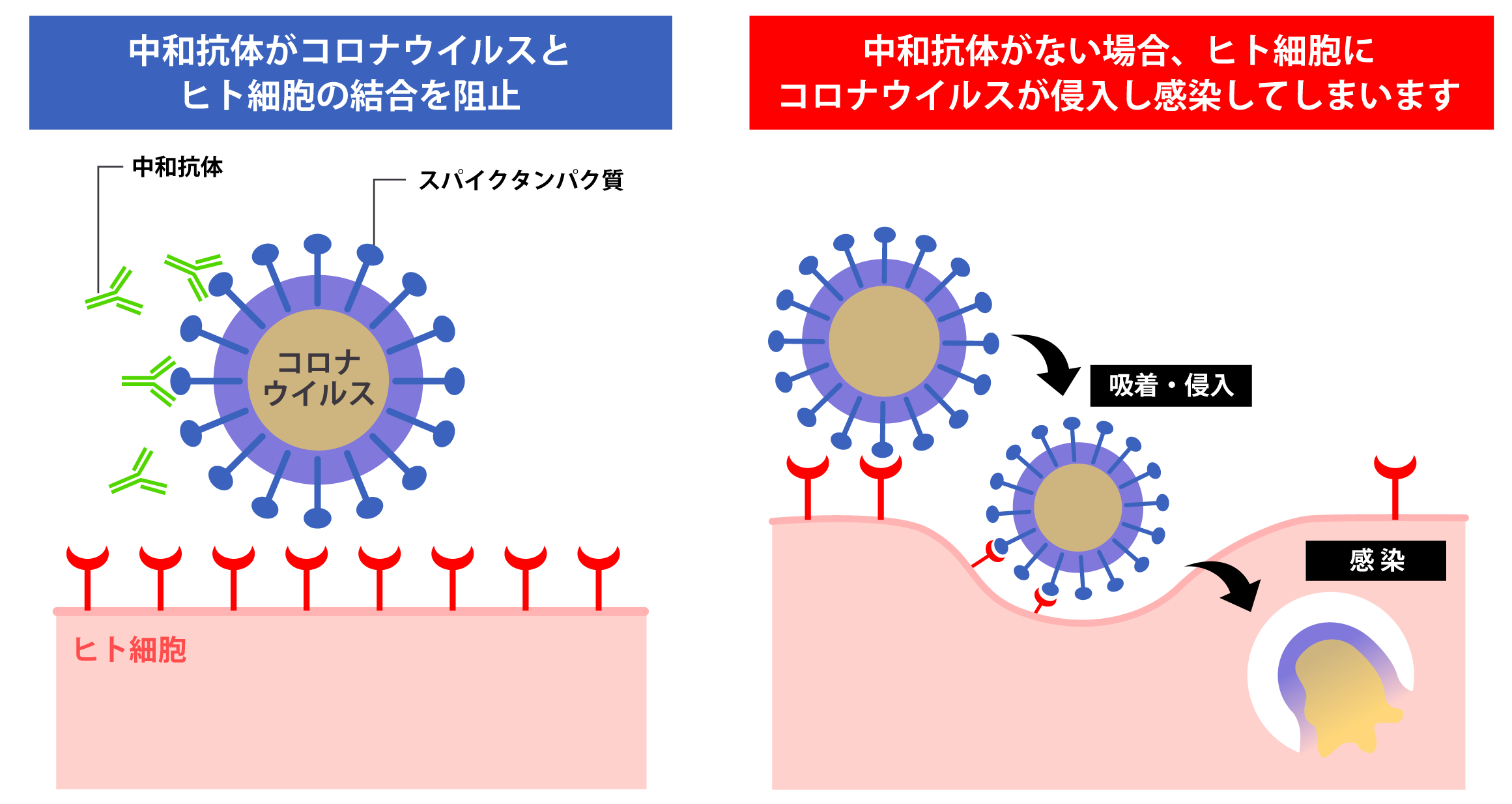 中和抗体検査キット【10回セット】 新型コロナウイルス RT