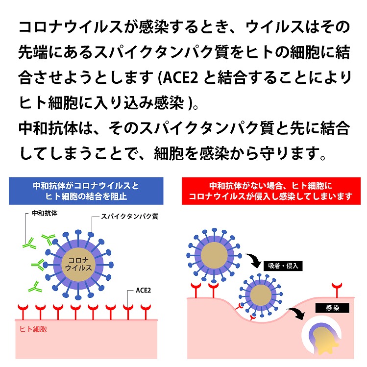 中和抗体検査キット【検査1回分】新型コロナウイルス 【日本製】の通販情報 - フジコンプラス